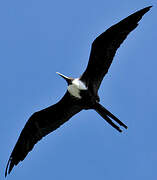 Magnificent Frigatebird