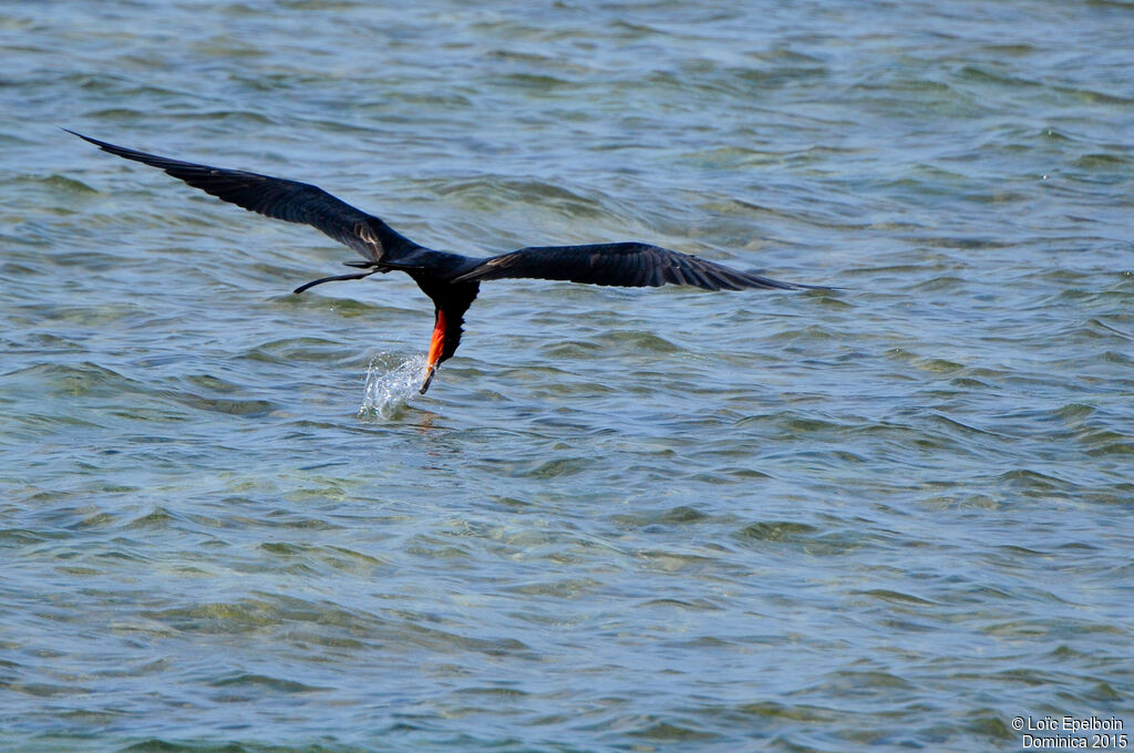 Magnificent Frigatebird