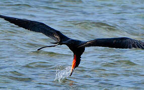 Magnificent Frigatebird