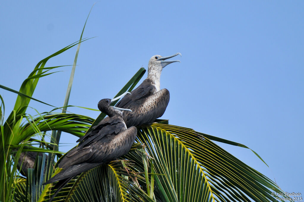 Magnificent Frigatebird