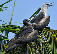 Magnificent Frigatebird