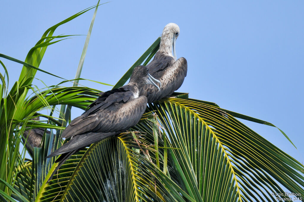 Magnificent Frigatebird