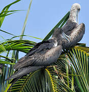 Magnificent Frigatebird