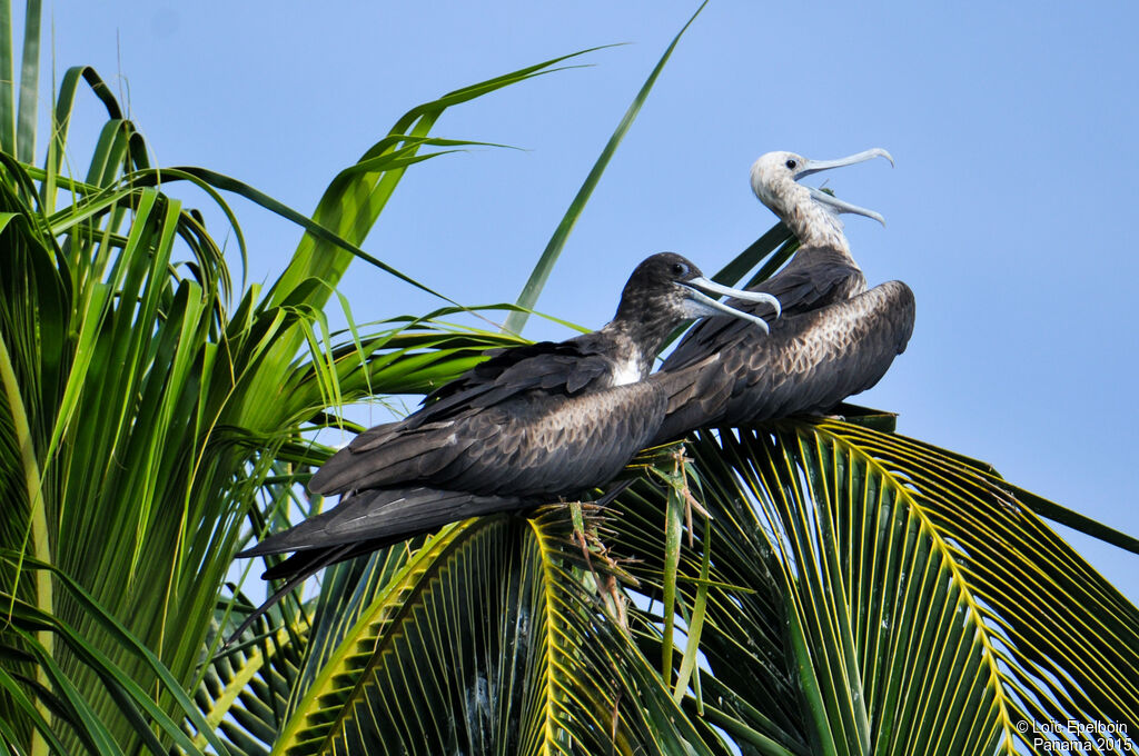 Magnificent Frigatebird