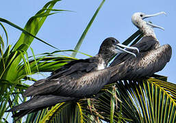 Magnificent Frigatebird