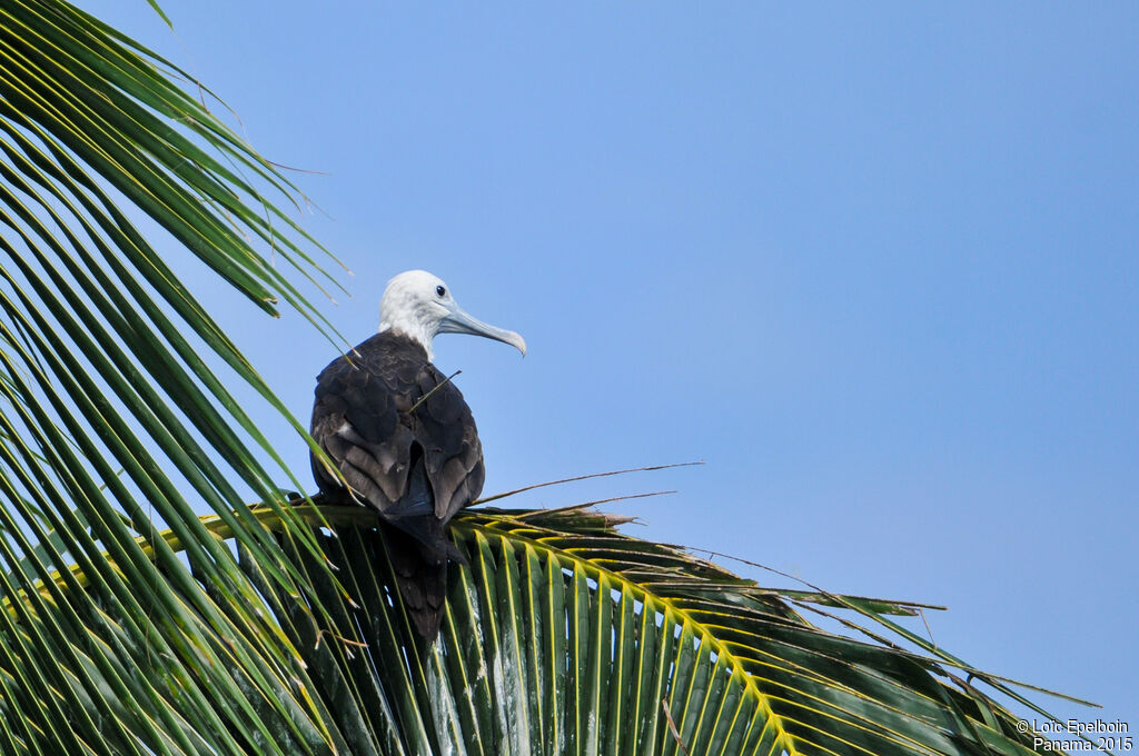 Magnificent Frigatebird