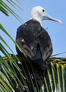 Magnificent Frigatebird