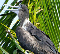 Magnificent Frigatebird