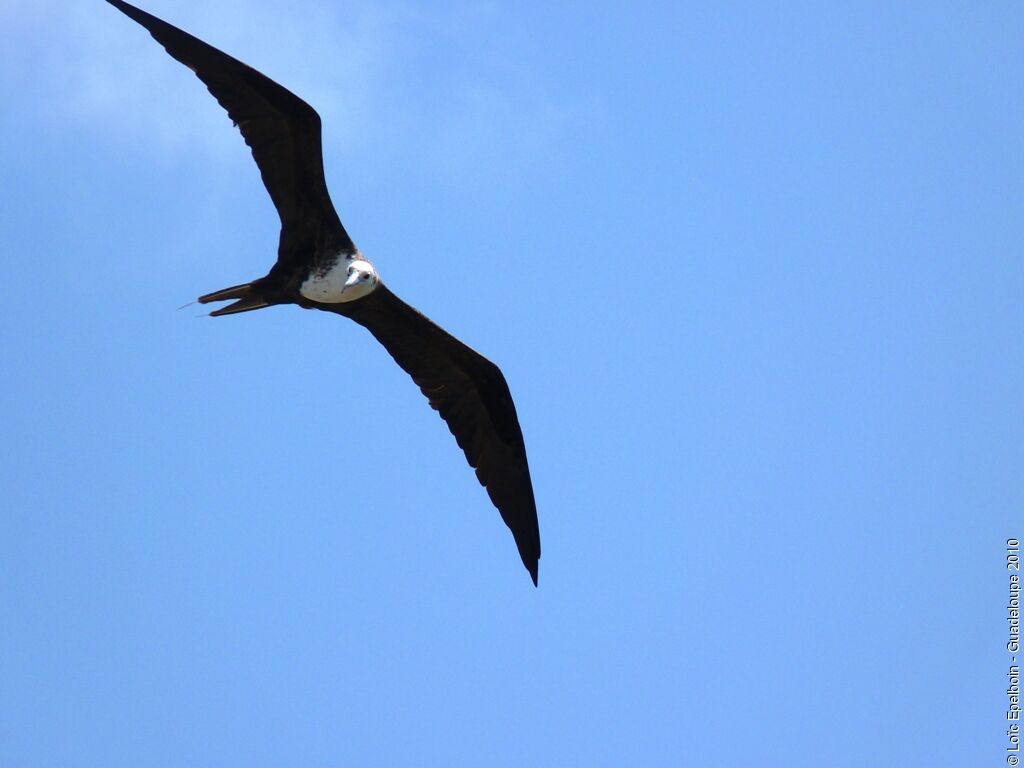 Magnificent Frigatebird