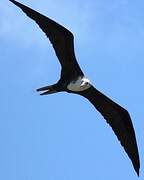 Magnificent Frigatebird