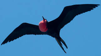 Magnificent Frigatebird