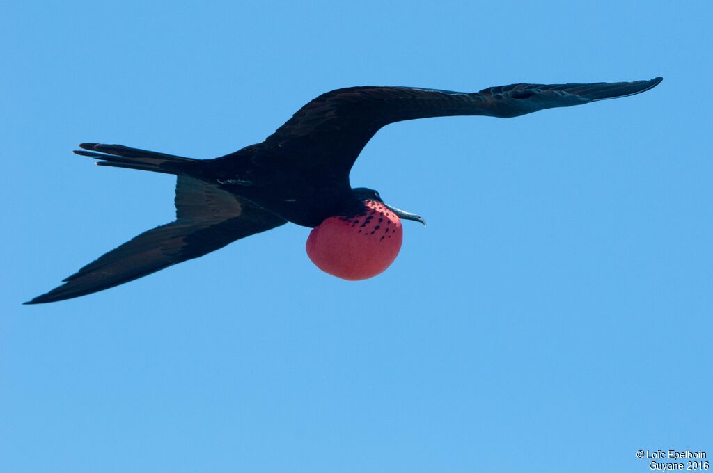 Magnificent Frigatebird