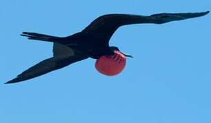 Magnificent Frigatebird