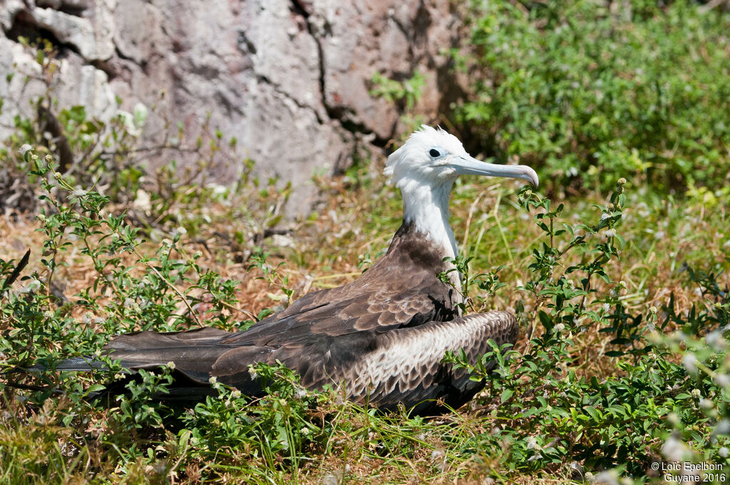 Magnificent Frigatebird