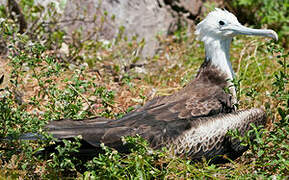 Magnificent Frigatebird