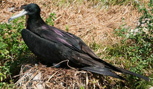 Magnificent Frigatebird