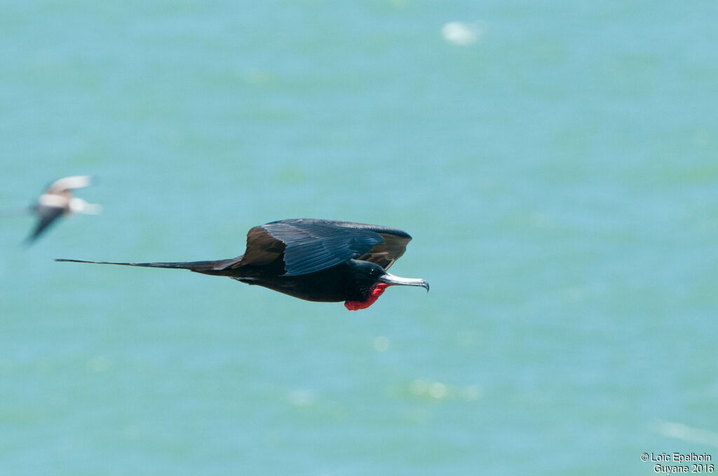 Magnificent Frigatebird