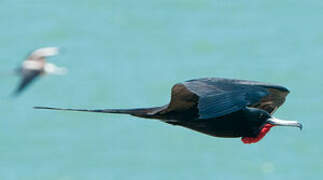 Magnificent Frigatebird