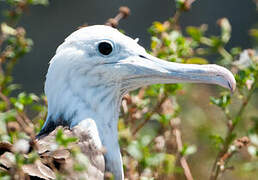 Magnificent Frigatebird