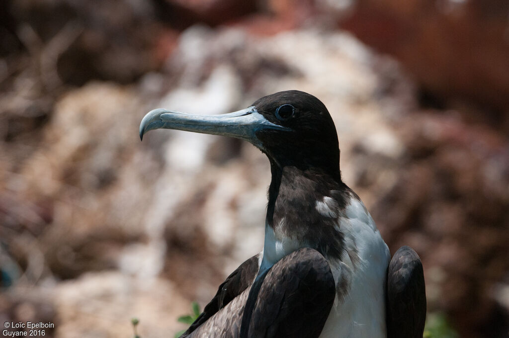 Magnificent Frigatebird