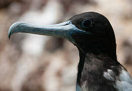 Magnificent Frigatebird