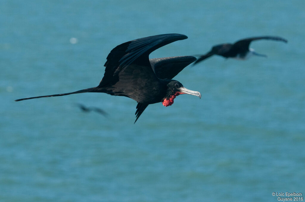 Magnificent Frigatebird