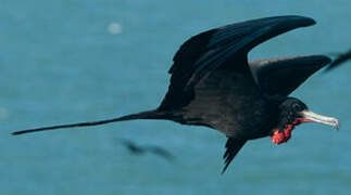 Magnificent Frigatebird