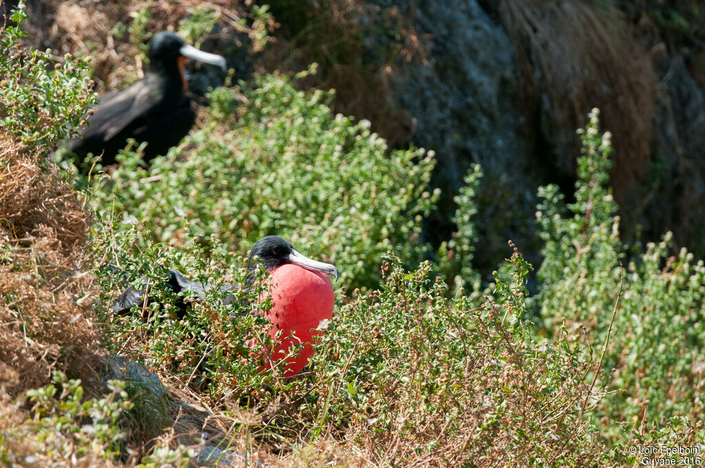 Magnificent Frigatebird