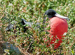 Magnificent Frigatebird