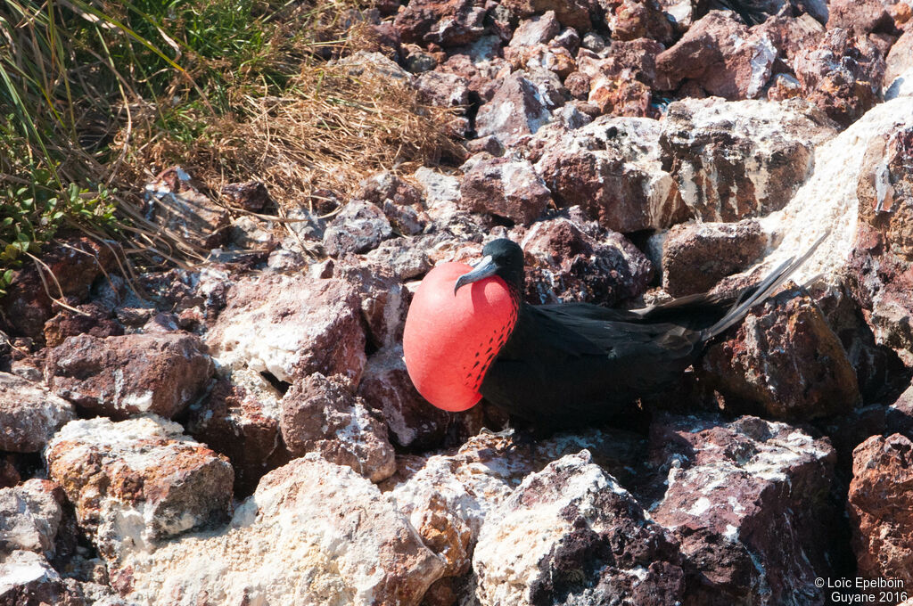 Magnificent Frigatebird