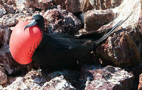 Magnificent Frigatebird