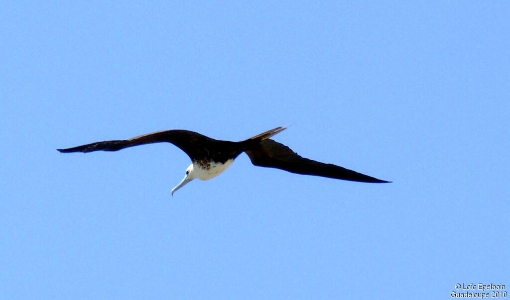 Magnificent Frigatebird