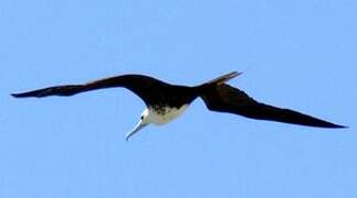 Magnificent Frigatebird