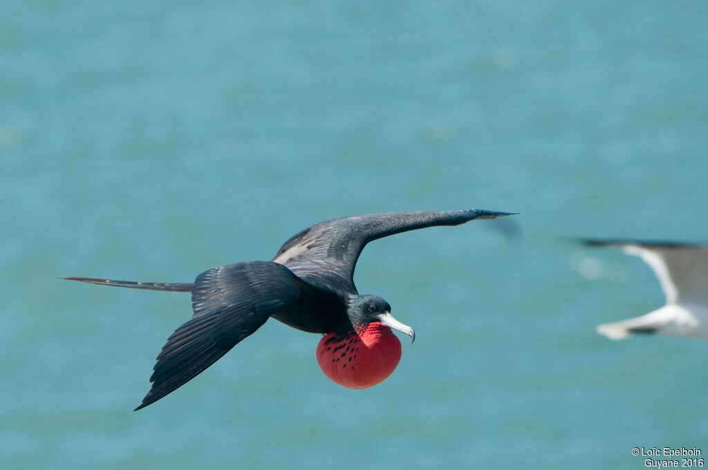 Magnificent Frigatebird