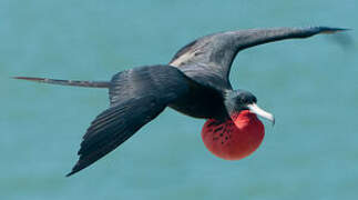 Magnificent Frigatebird