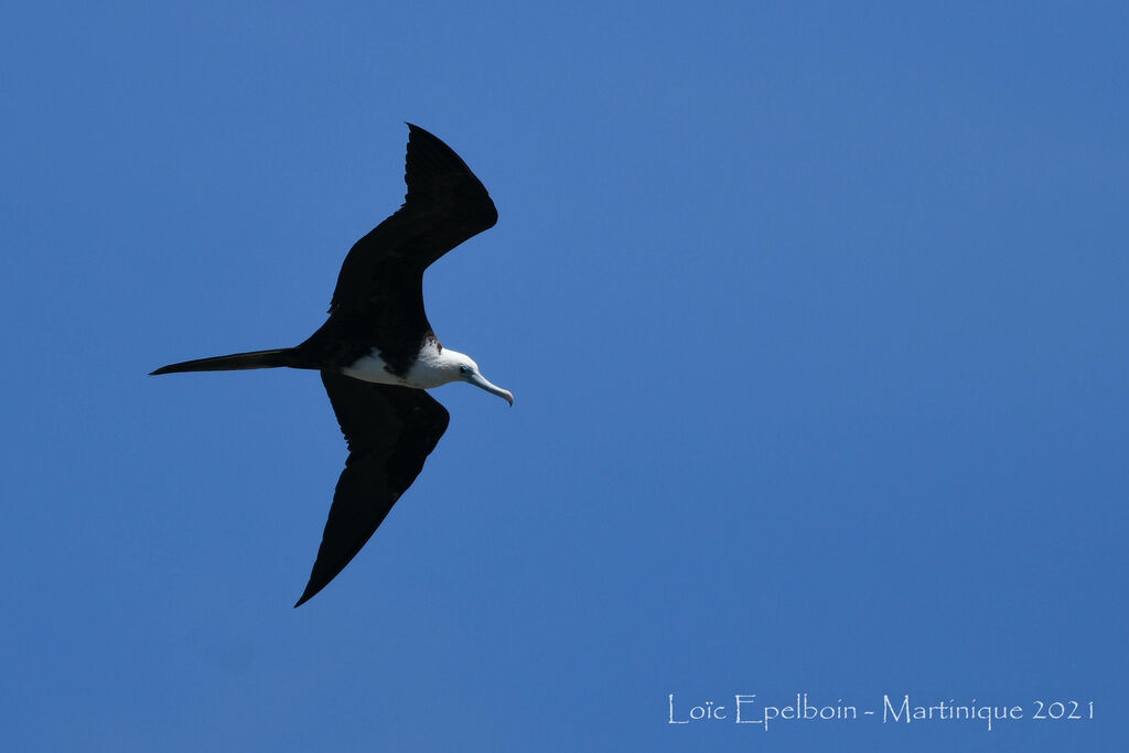 Magnificent Frigatebird