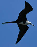 Magnificent Frigatebird