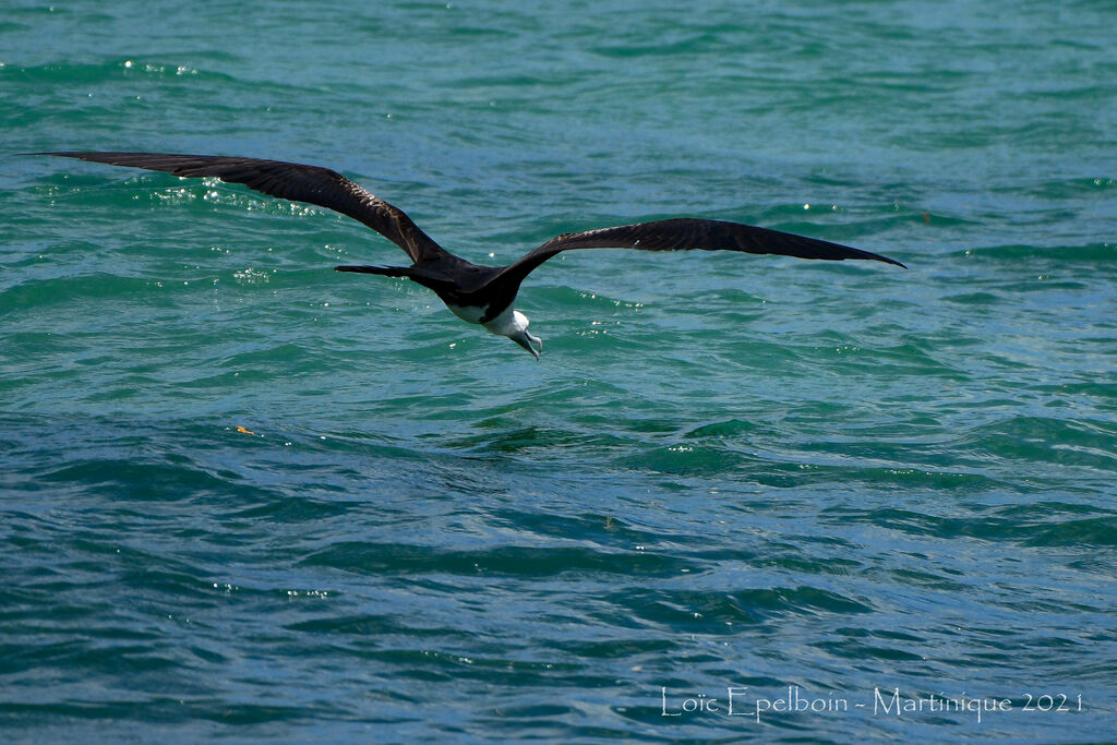 Magnificent Frigatebird