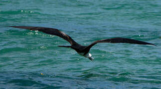 Magnificent Frigatebird