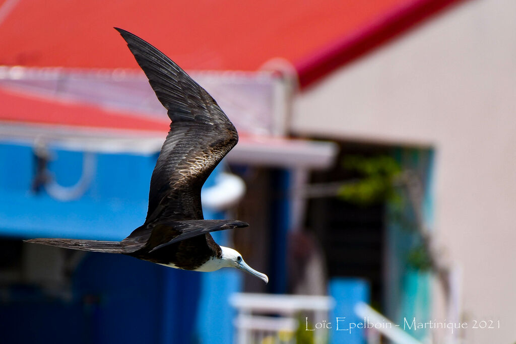 Magnificent Frigatebird