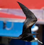 Magnificent Frigatebird