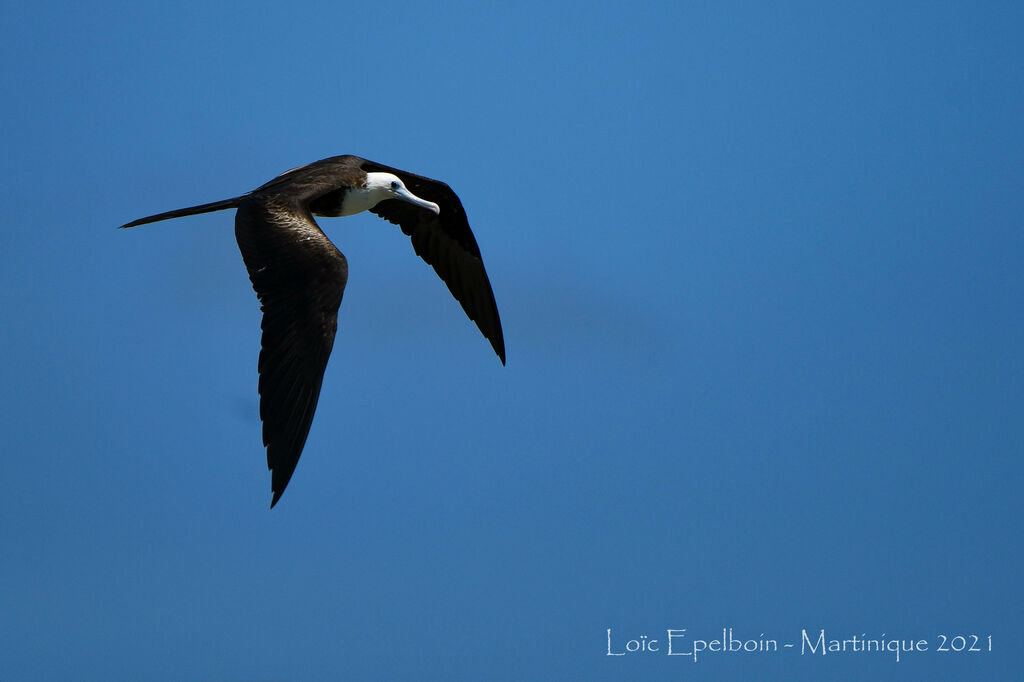 Magnificent Frigatebird