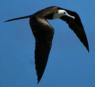 Magnificent Frigatebird