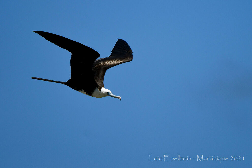 Magnificent Frigatebird