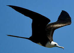 Magnificent Frigatebird