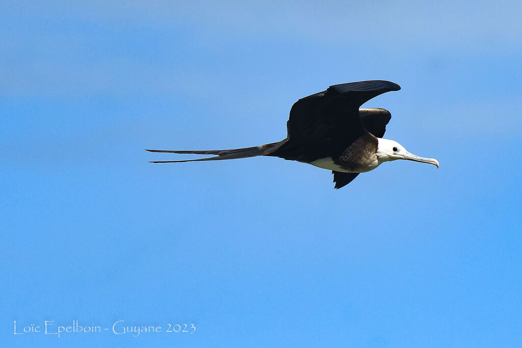 Magnificent Frigatebird