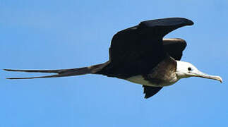 Magnificent Frigatebird