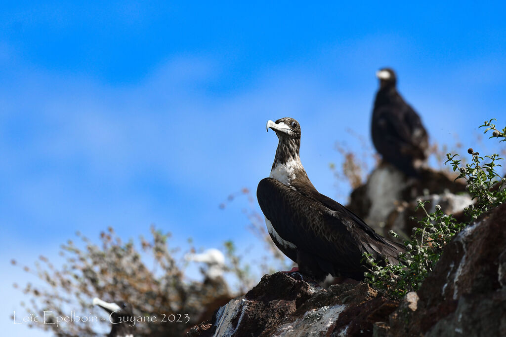 Magnificent Frigatebird