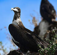 Magnificent Frigatebird