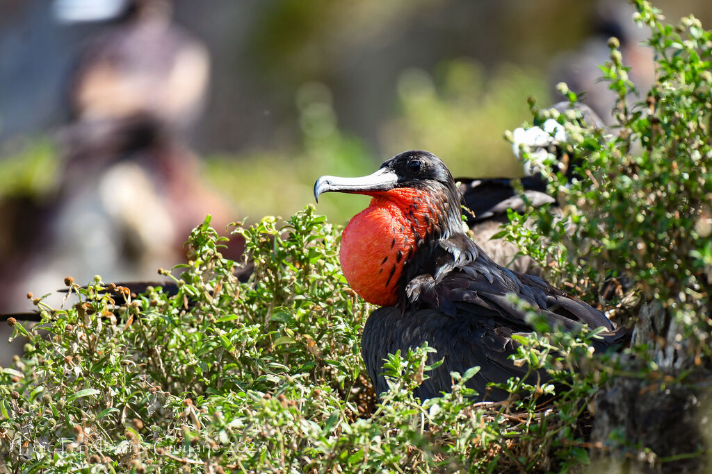 Magnificent Frigatebird